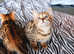 BEAUTIFUL BENGAL KITTENS READY FOR REHOME