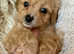 Beautiful loving Cavapoochon's