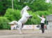 Arabian stallion ,Show trained  broken to ride super mover