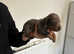 Beautiful dachshund
