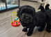 Toy maltipoo babies only 1 left