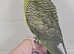 Handreared male black wing budgie