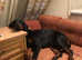 Dobermann Bitch For Sale