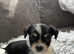 Morkie puppies