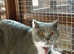 Friendly & Personal & Popular Cattery & COVID FREE