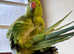 Baby Indian ringnick parrot