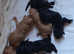 Miniature Labradoodle puppies