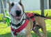 Kc reg red and white English bull terrier