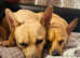 Available for adoption ASAP