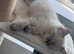 Seal lynx male Ragdoll kitten for sale