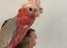 1 Left Baby Handreared Friendly Silly Tame Galah Cockatoo