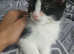 I have wry nice and quit kittens ready to go to nice family