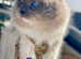 Gorgeous Ragdoll Kittens Available - 5 Star Homes Only!