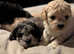 Shihpoo puppies for sale