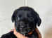 2 girls left Beautiful springador puppies ready now