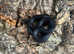 Mexican Black King Snake