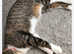 Tabby kittie