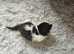 Female kittens need new home