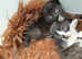 Cute kittens looking for a forever, loving home