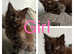 Maine Coon/Kaho Manee cross kittens ready to go.