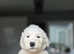 Old English Sheepdog puppies