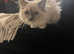 Beautiful blue mitted female ragdoll