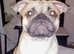 3 year old frug