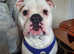 Olde tyme bulldog dog