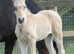Exceptional well bred buckskin section d filly