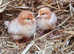 Chicks / chickens / hens