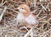 Chicks / chickens / hens