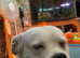 pure white  American bull dog