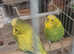 I have male and female budgies there both green and 7 months old both