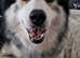 Siberian Husky Puppy's (READY TO LEAVE NOW)