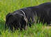 15 month old Beagle x Bloodhound