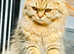 Scottich longhair breed