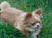 WANTED :o) Small Dog to Join our Family / Pack - NORTH WEST ENGLAND