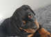 Ready now Last one left rottweiler