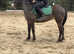Appy x mare