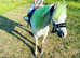 I have several ponies for loan or just riding