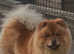Chow chow pups