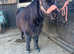 A cracking Shetland
