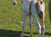 buckskin and white colt to make 15.2hh wpb