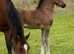 Outstanding filly foal