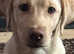 Beautiful 6 Month Old Labrador Female