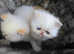 Gorgeous kittens