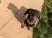 Miniature dachshund male