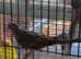 Diamond Doves for sale for indoor or outdoor aviary