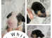 English bullterrier puppys
