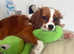 Cavalier king  Charlie's spaniel